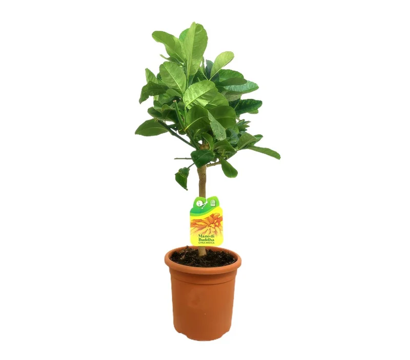 Limón Mano De Buda M21 70-90cm