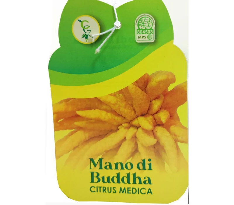 Limón Mano De Buda M21 70-90cm