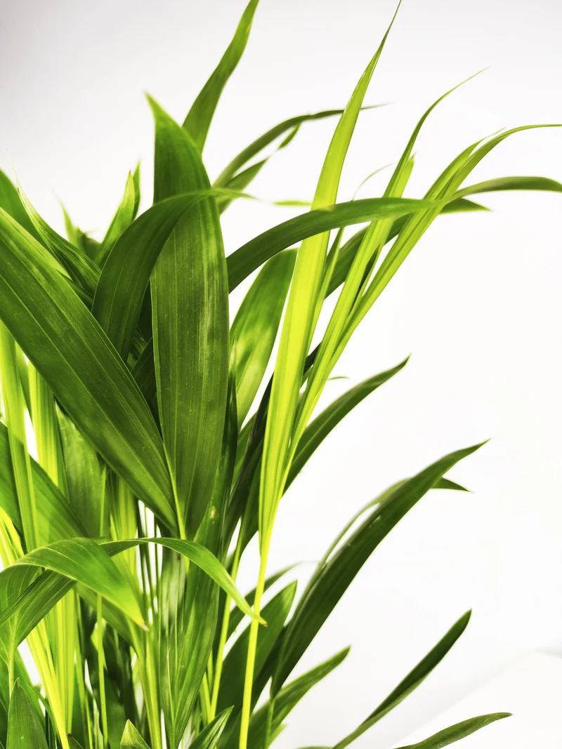 Palmera Dypsis O Areca | Altura 110cm - Maceta 21cm