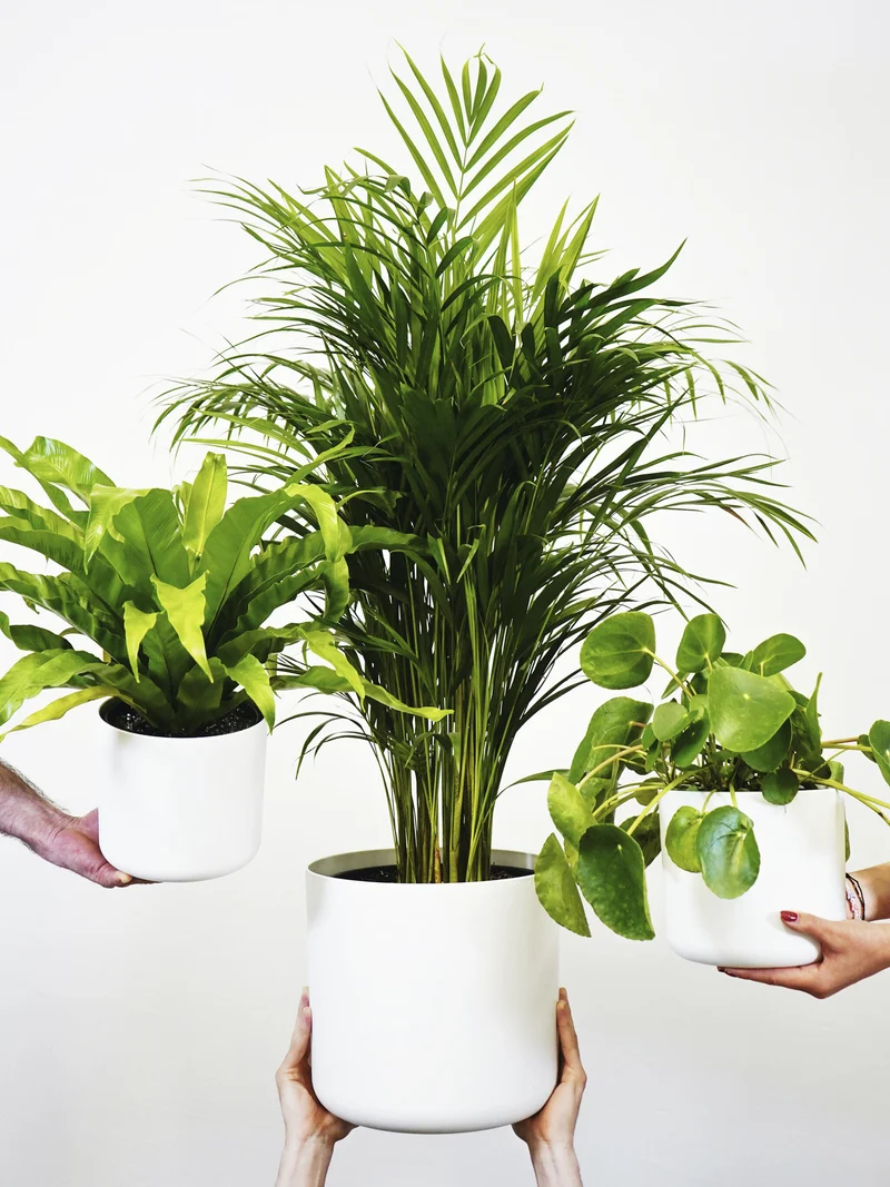 Palmera Dypsis O Areca | Altura 110cm - Maceta 21cm