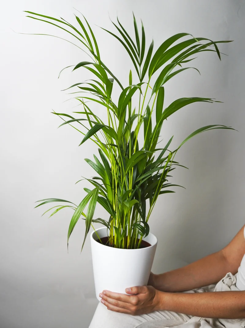 Palmera Dypsis O Areca | Altura 110cm - Maceta 21cm