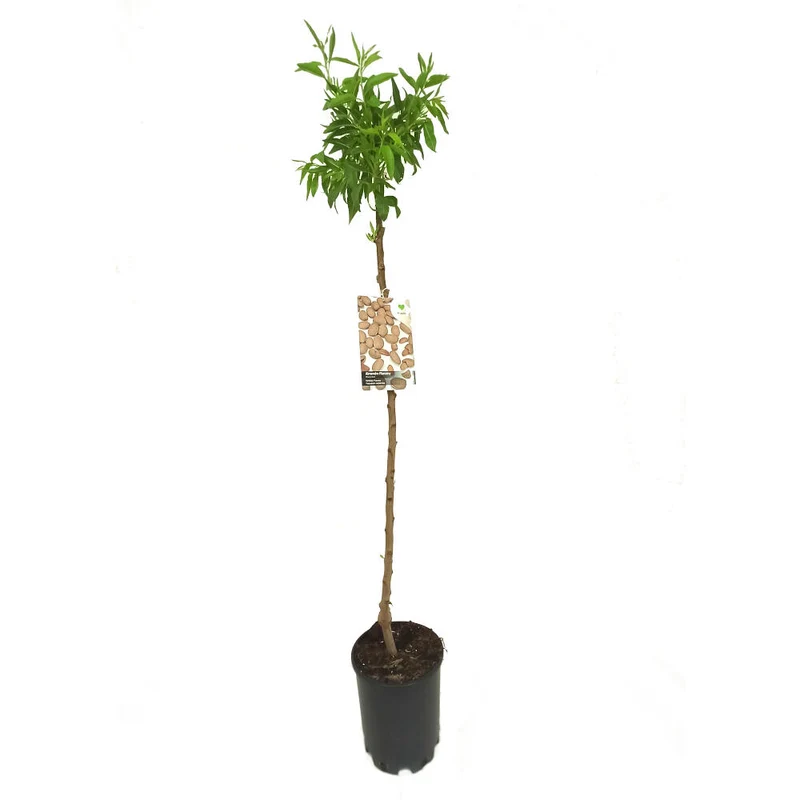 Almendro Marcona M25 130cm