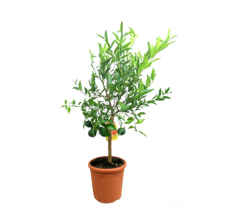 Mandarino Tardio M20 75-95cm