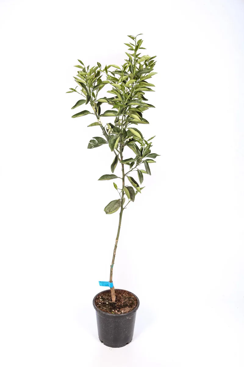 Naranjo - Maceta 22cm. - Altura Aprox. 100/120cm.