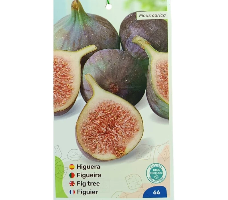 Higuera Napolitana M25