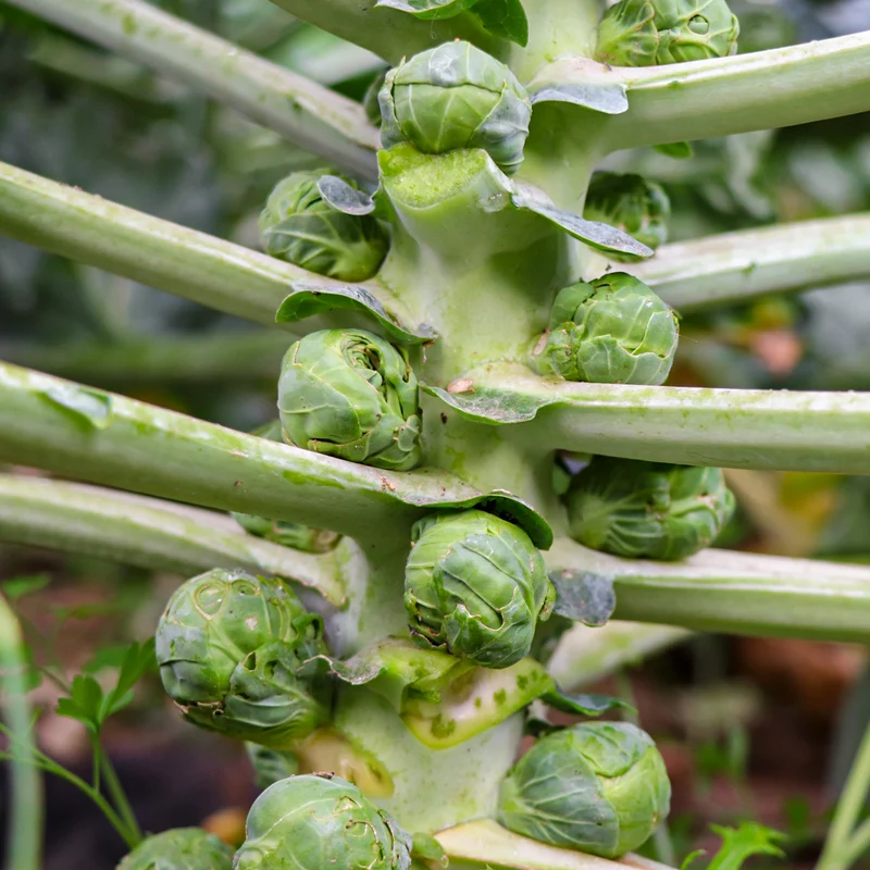 Plantón Coles De Bruselas - PlantaBo