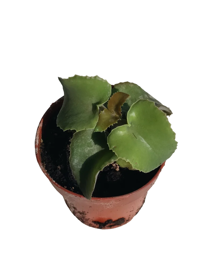 Kalanchoe Beharensis Nuda Planta Suculenta Ø8 Cms