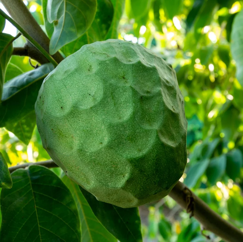 Chirimoyo Árbol - Frutal Tropical - Maceta Tubo - Altura Total Aprox. 120/140cm.
