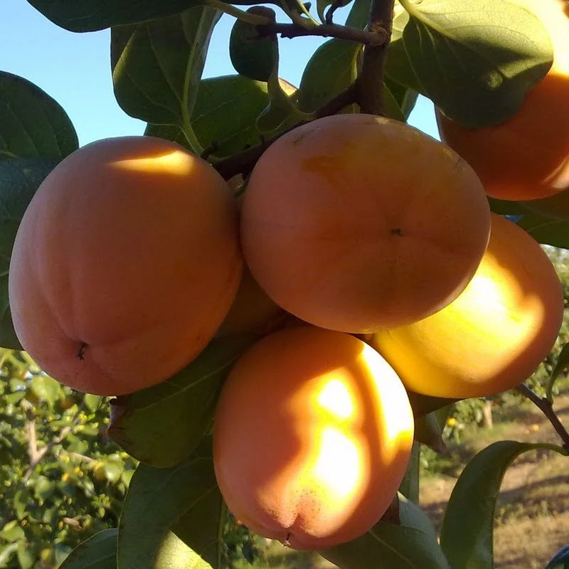 Frutal Kaki Persimon - Planta Natural - Maceta 26cm. - Altura Aprox. 120/150