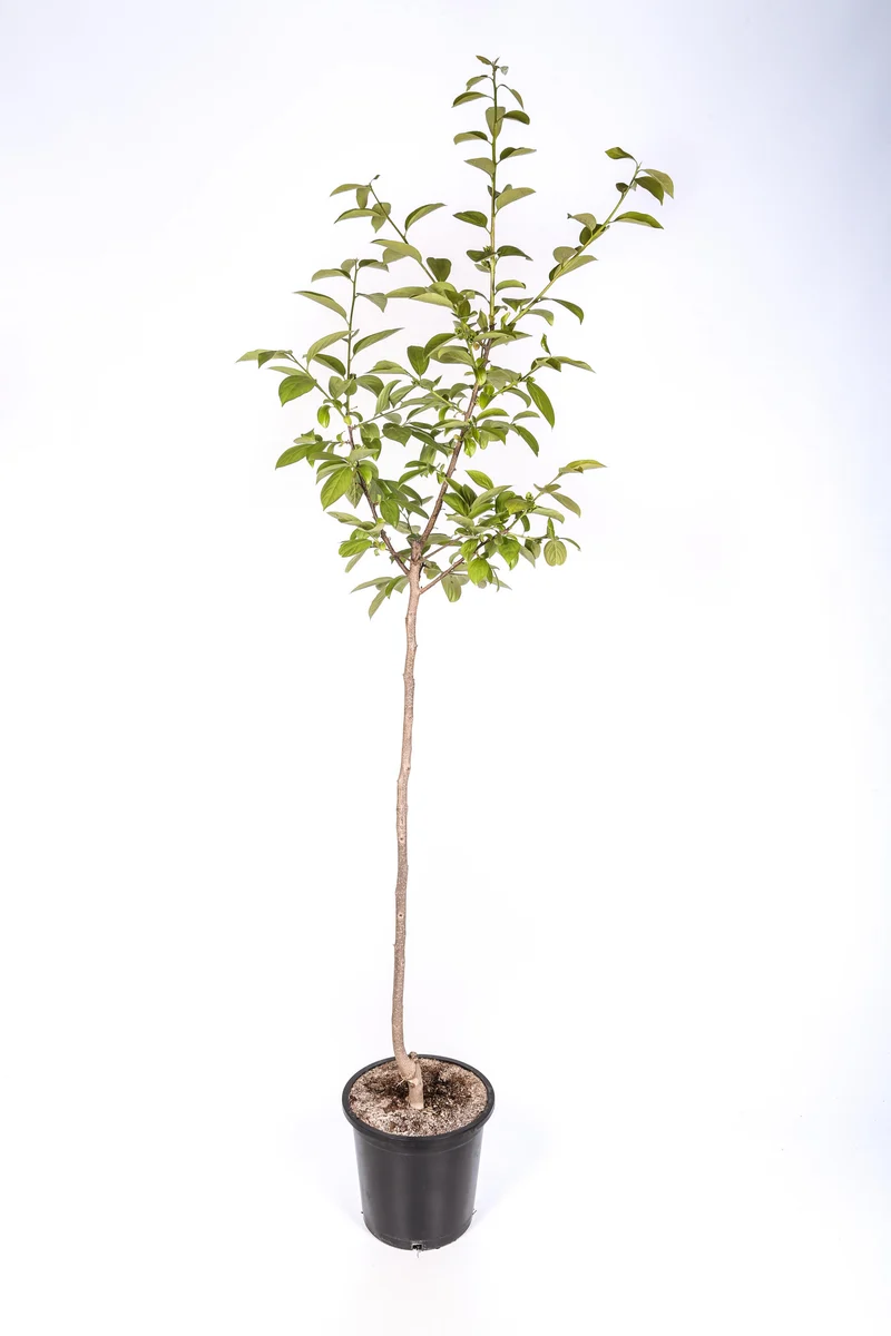 Frutal Kaki Persimon - Planta Natural - Maceta 26cm. - Altura Aprox. 120/150