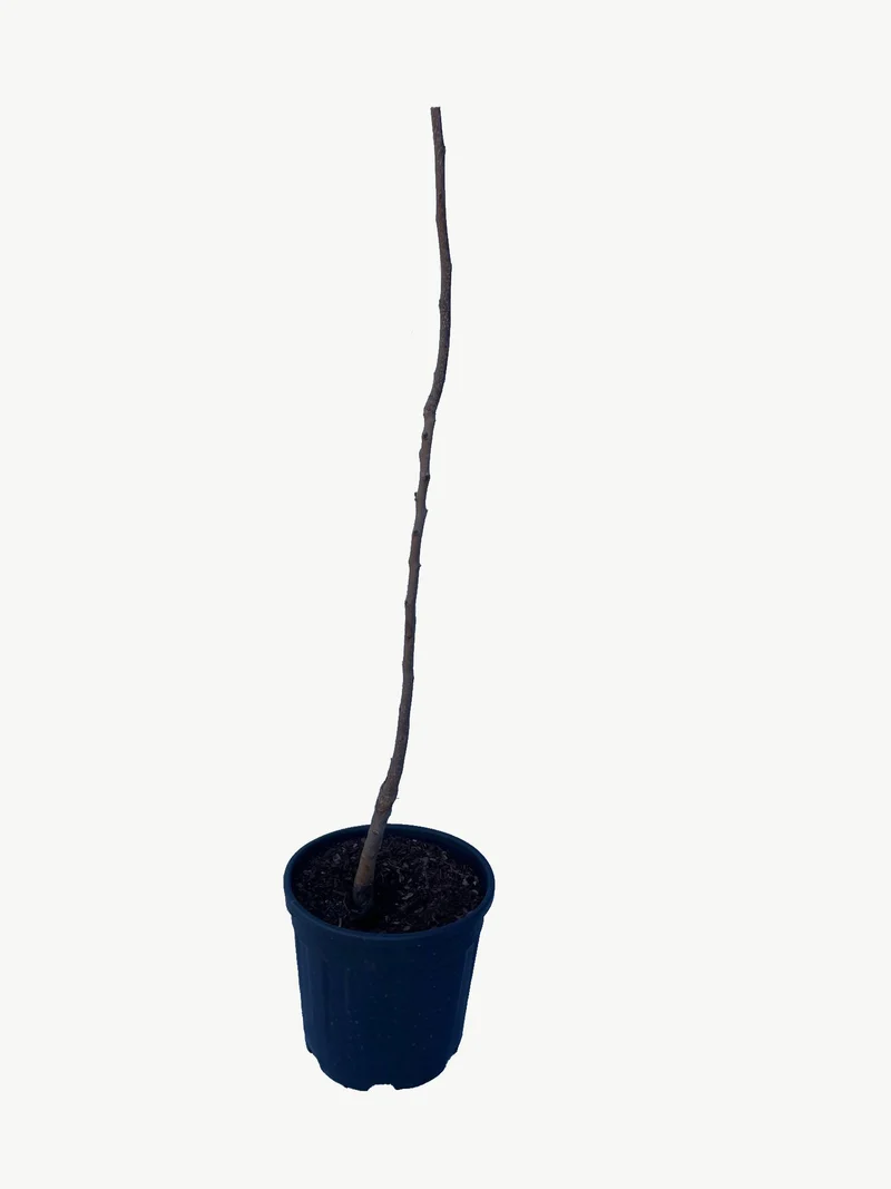 Frutal Kaki Persimon - Planta Natural - Maceta 26cm. - Altura Aprox. 120/150