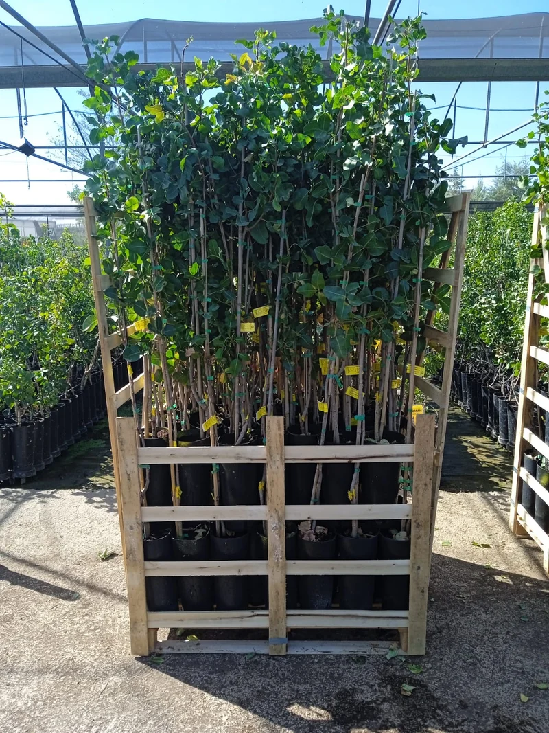 PALET 85 PLANTAS DE PISTACHO