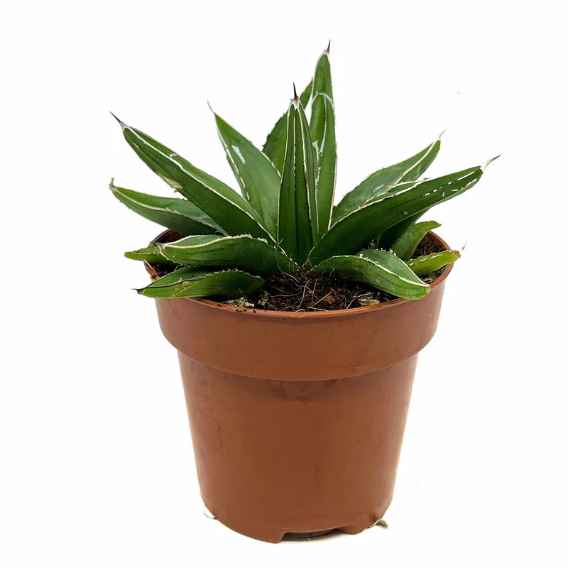 Agave Victoriae Reginae Cactus Y Suculentas M8,5 cm Ø