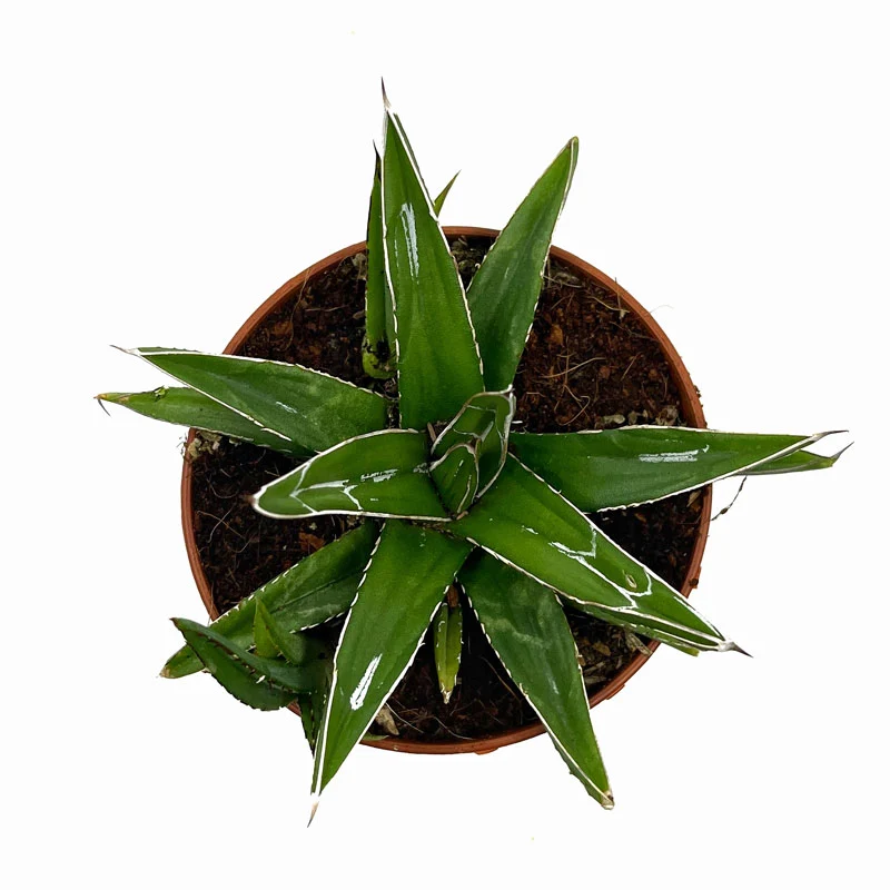Agave Victoriae Reginae Cactus Y Suculentas M8,5 cm Ø
