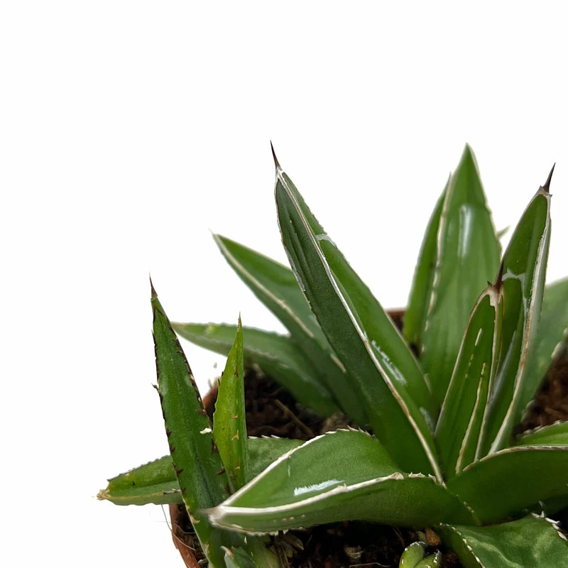 Agave Victoriae Reginae Cactus Y Suculentas M8,5 cm Ø