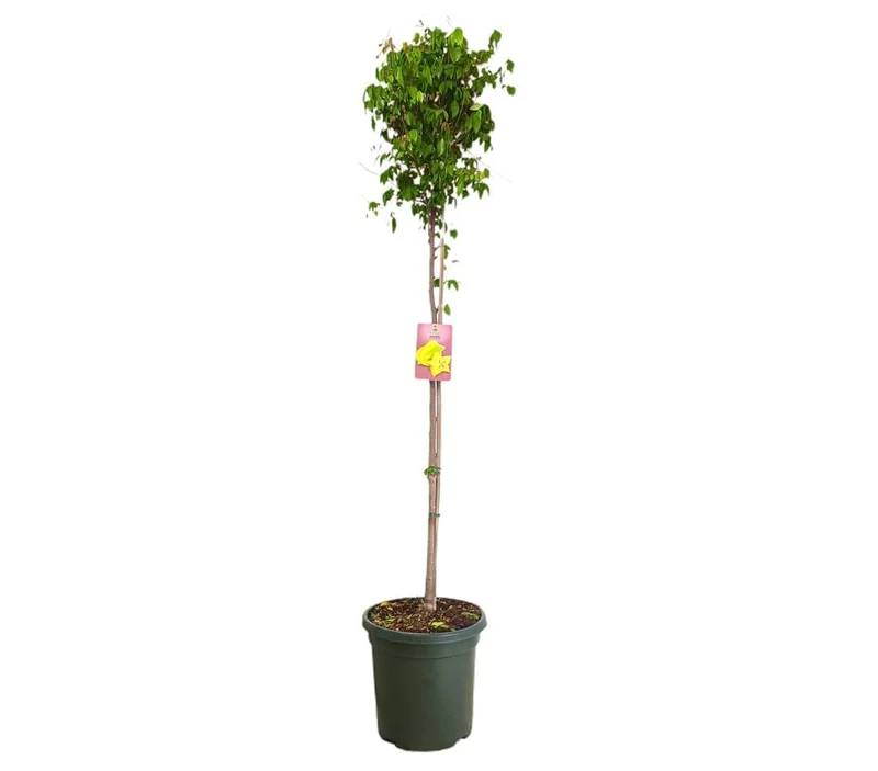 Carambola M40 180-200cm