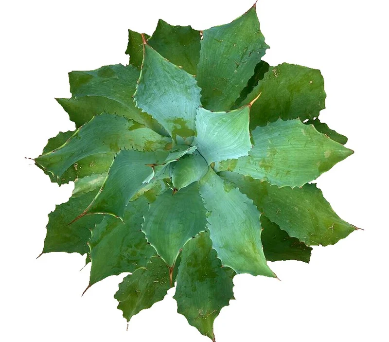 Agave Parryi M30 45cm