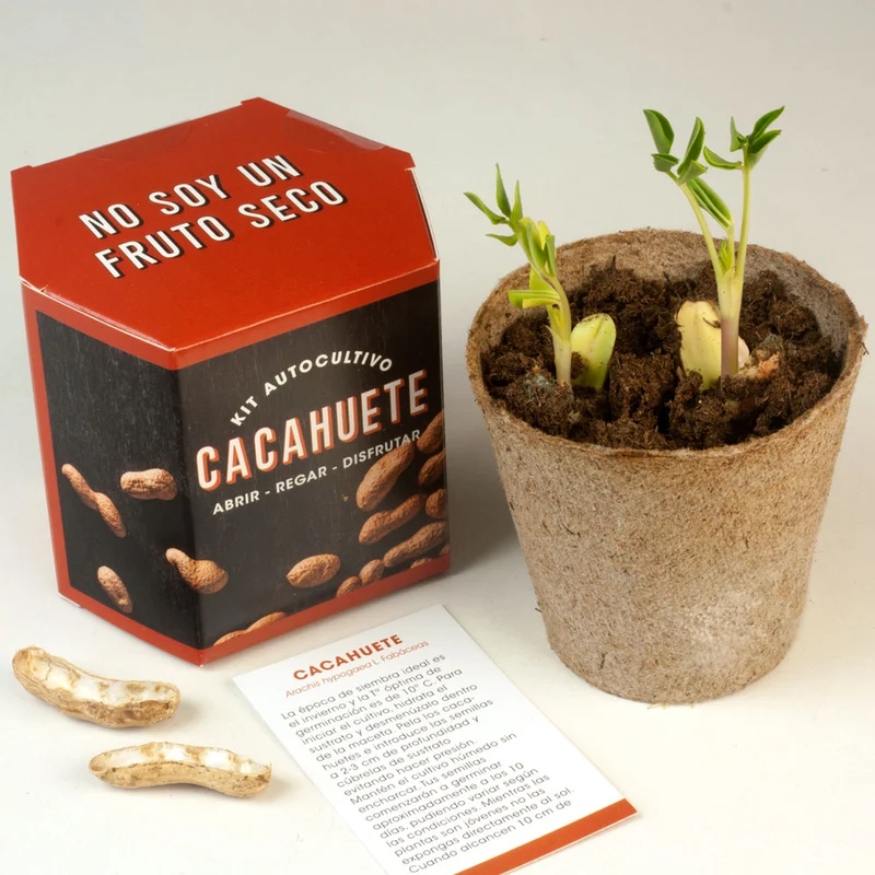 Kit Autocultivo Cacahuete | Cultiva tus Propios Peanuts en Casa | Regalo Divertido - Resetea