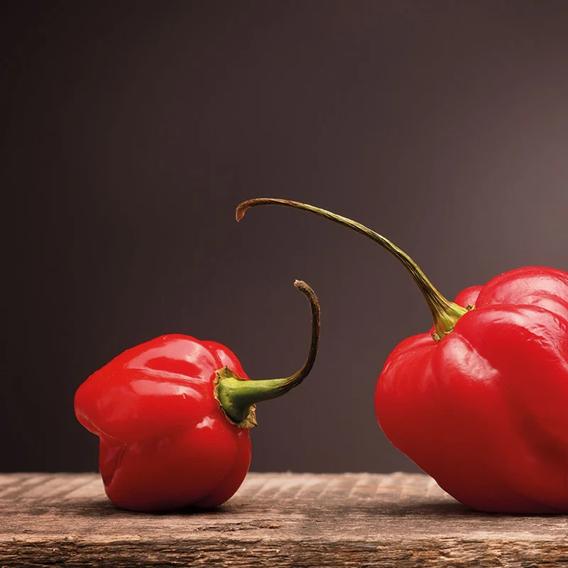 Kit Autocultivo Habanero Red Caribbean Pimiento Extra Picante 450.000 SHU - Resetea