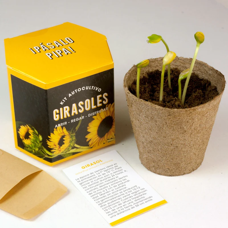 Kit Autocultivo Girasoles Cultiva Flores Grandes y Luminosas en Casa - Resetea