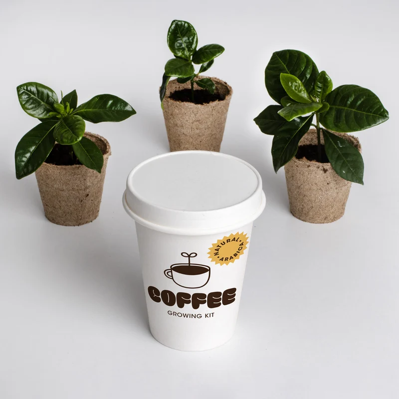 Kit de Cultivo de Café Arábica Cultiva tu Propio Cafeto en Casa | Regalo Original - Resetea
