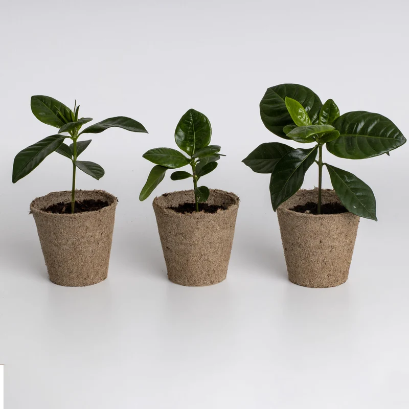 Kit de Cultivo de Café Arábica Cultiva tu Propio Cafeto en Casa | Regalo Original - Resetea