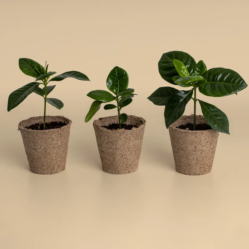 Kit de Cultivo de Café Arábica Cultiva tu Propio Cafeto en Casa | Regalo Original - Resetea