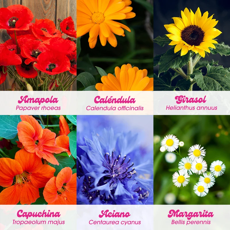Flower Power Kit Cultivo Flores Amapola, Caléndula, Girasol, Capuchina, Aciano y Margarita - Resetea