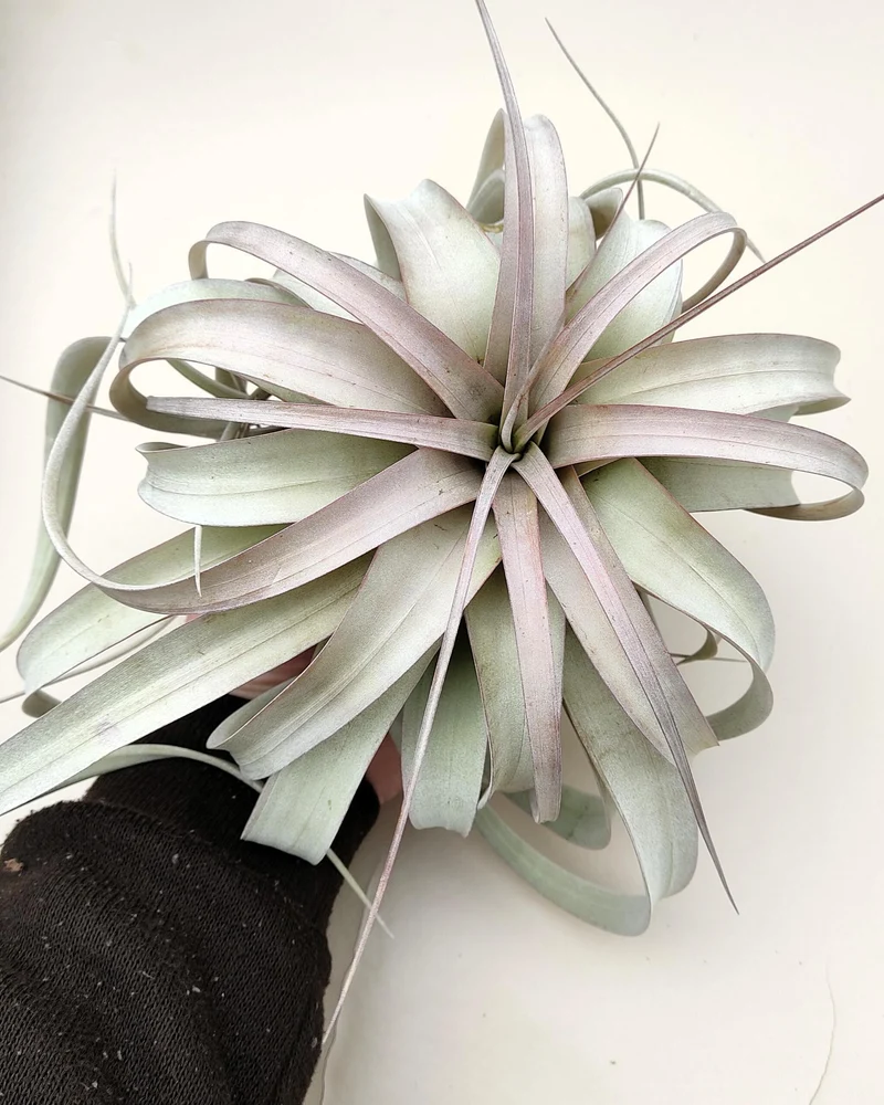 Tillandsia xerographica [M]; pie de gallo, planta del aire; Curiosarium; altura 20 cm, diámetro 25-30 cm