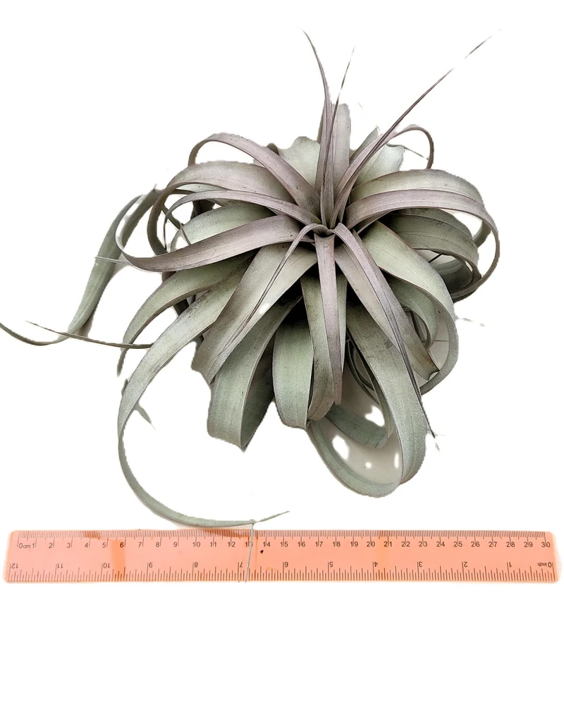 Tillandsia xerographica [M]; pie de gallo, planta del aire; Curiosarium; altura 20 cm, diámetro 25-30 cm