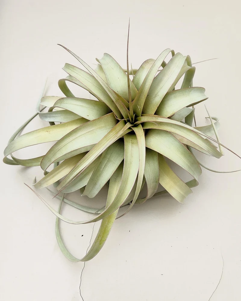 Tillandsia xerographica [M]; pie de gallo, planta del aire; Curiosarium; altura 20 cm, diámetro 25-30 cm
