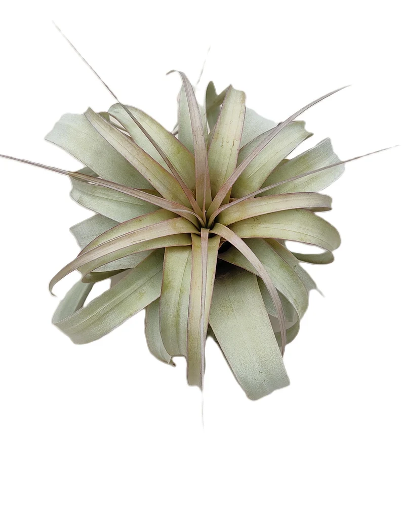 Tillandsia xerographica [M]; pie de gallo, planta del aire; Curiosarium; altura 20 cm, diámetro 25-30 cm