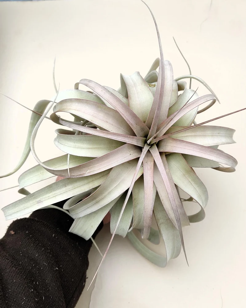 Tillandsia xerographica [M]; pie de gallo, planta del aire; Curiosarium; altura 20 cm, diámetro 25-30 cm