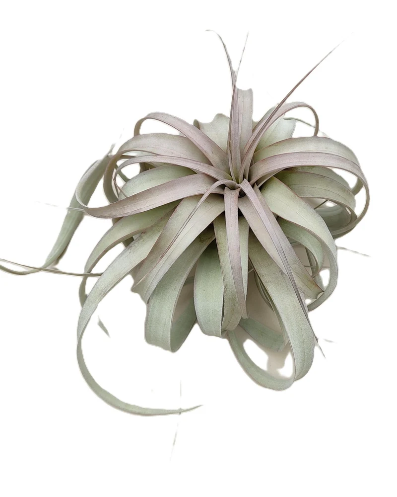 Tillandsia xerographica [M]; pie de gallo, planta del aire; Curiosarium; altura 20 cm, diámetro 25-30 cm