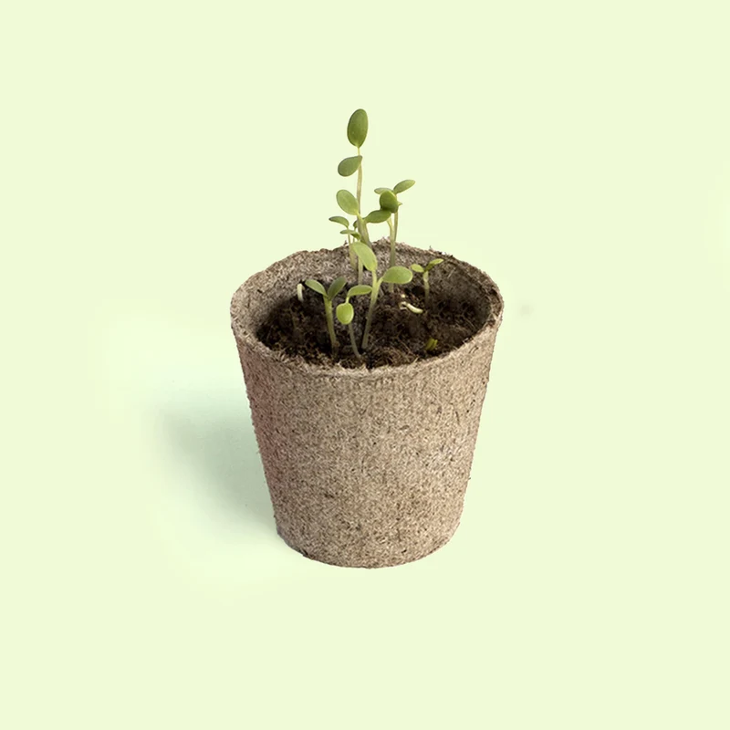 Planta y Descubre – Kit Germinación para Niños, Aprende Cómo Crece una Semilla (STEM) - Resetea