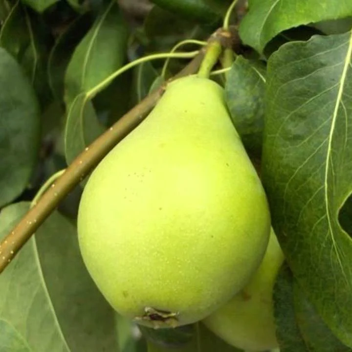 Frutal Pera Blanquilla - Planta Natural - Maceta 26cm. - Altura Aprox. 120/150