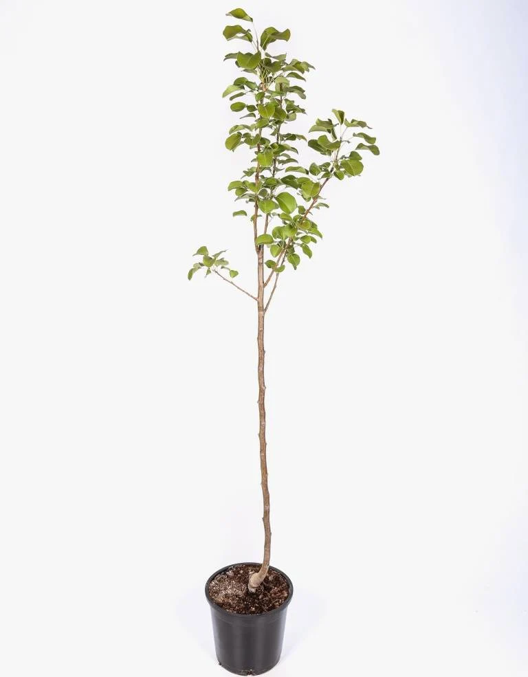 Frutal Pera Blanquilla - Planta Natural - Maceta 26cm. - Altura Aprox. 120/150