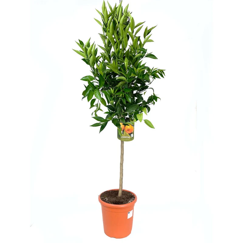 Mandarino Tardio Copa M26 130cm