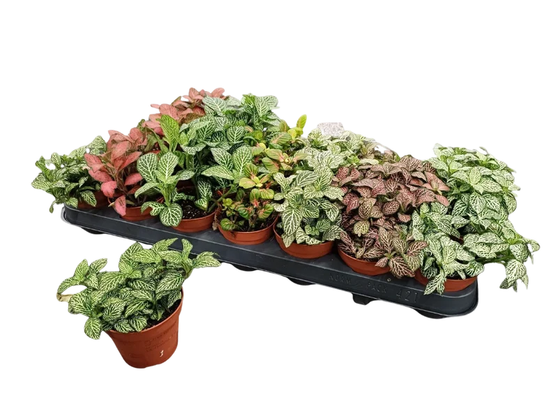 1 Planta Surtida Fittonia De Colores Ø8