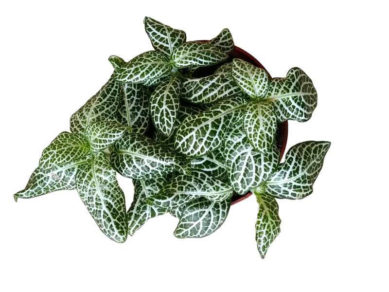 1 Planta Surtida Fittonia De Colores Ø8