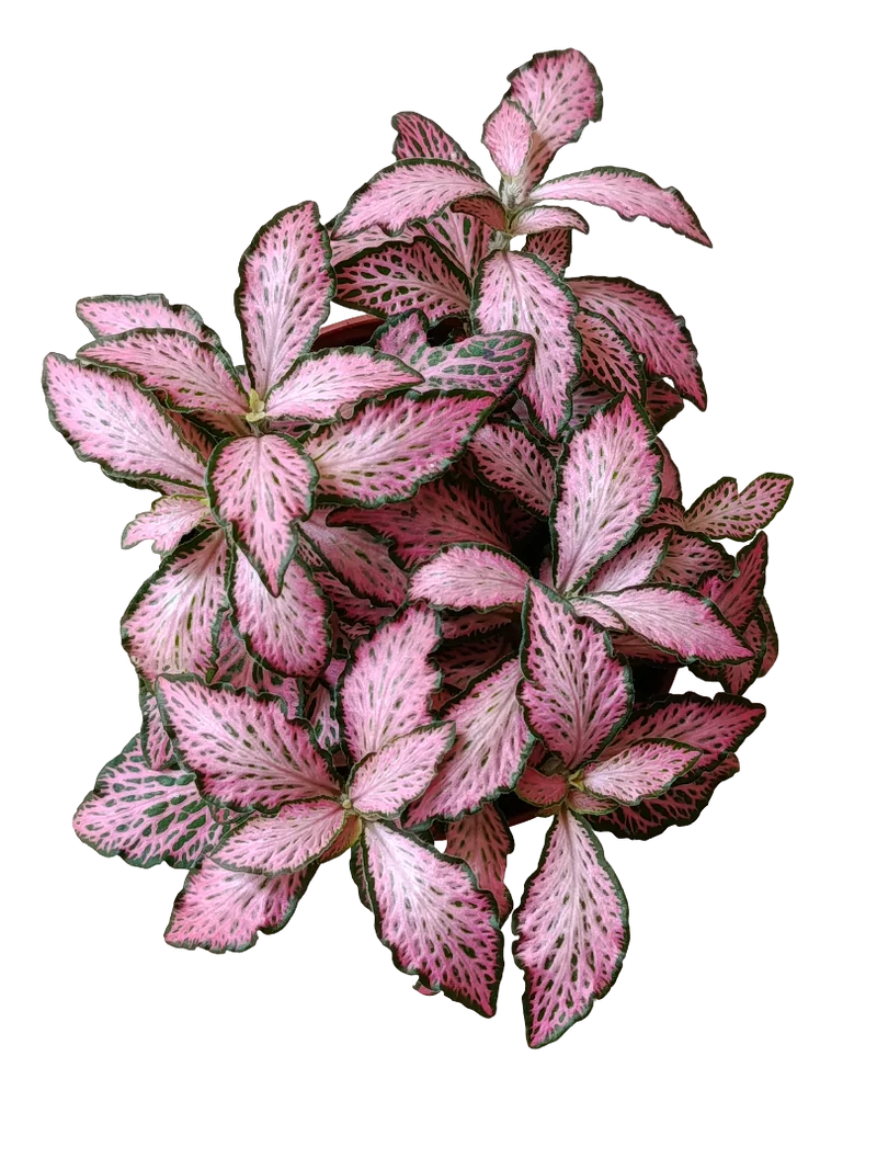 1 Planta Surtida Fittonia De Colores Ø8
