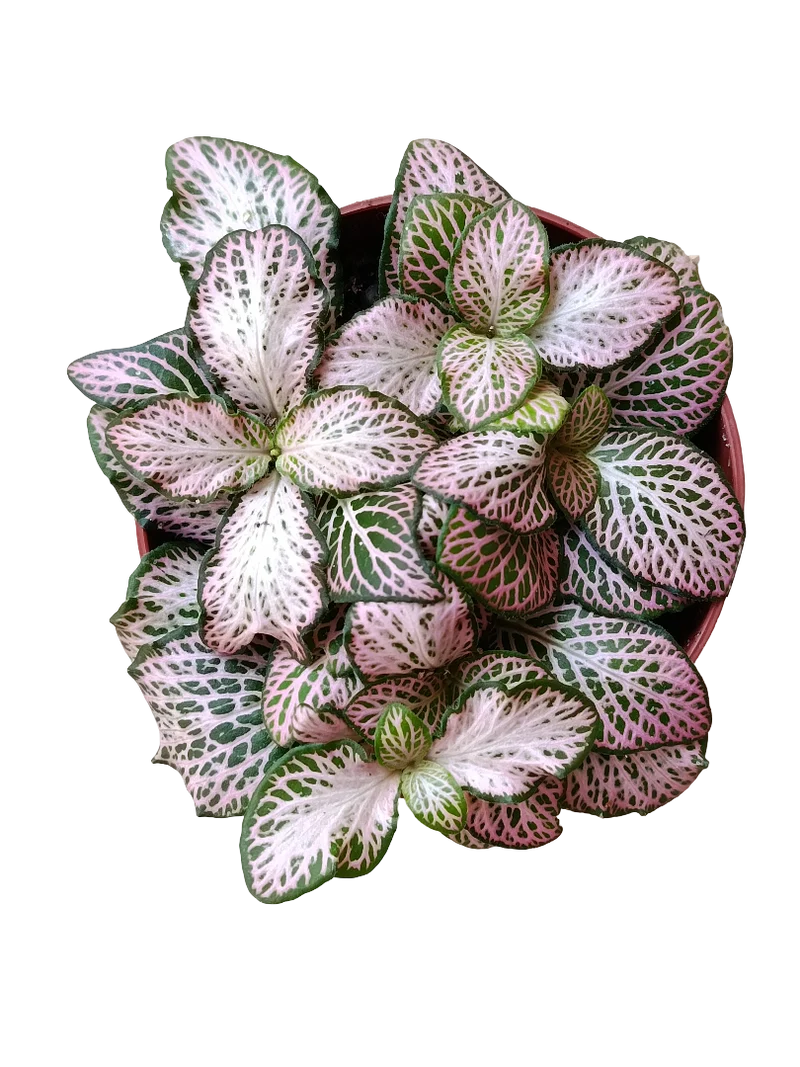 1 Planta Surtida Fittonia De Colores Ø8