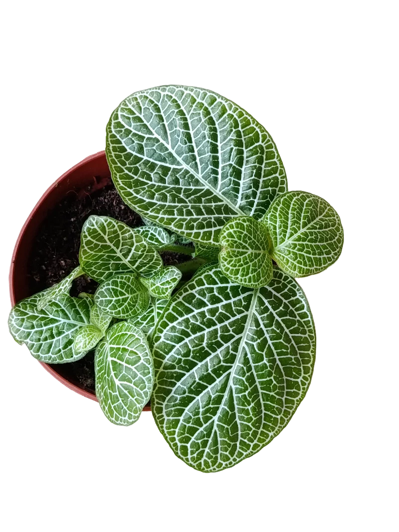 1 Planta Surtida Fittonia De Colores Ø8
