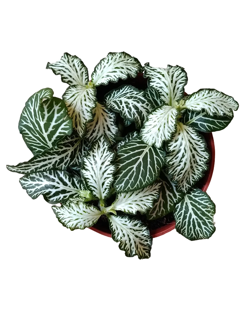 1 Planta Surtida Fittonia De Colores Ø8