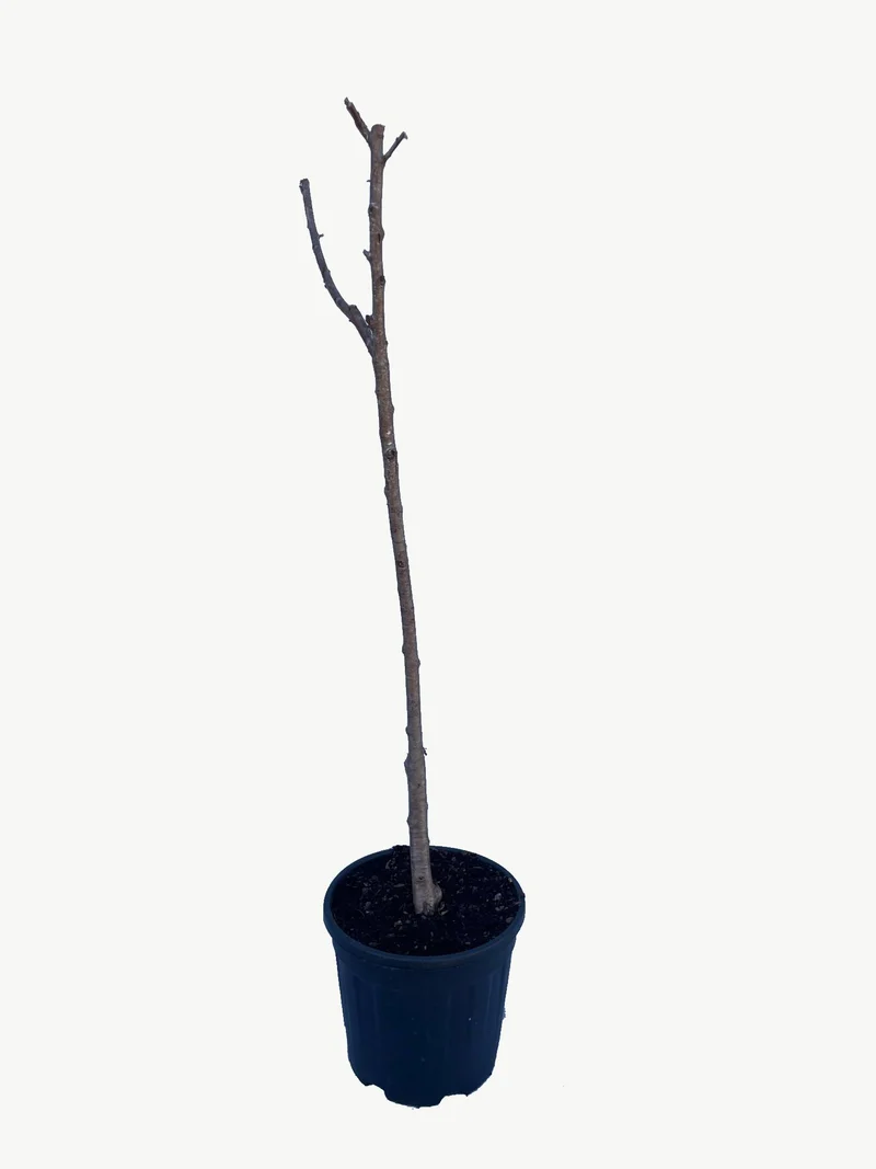 Frutal Melocotonero Baby Gold - Planta Natural - Maceta 26cm. - Altura Aprox. 120/150