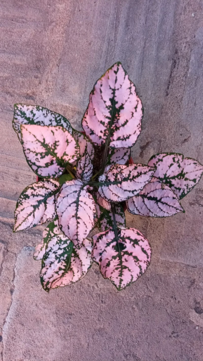 Hypoestes Color Rosa Planta Interior Terrario Ø8 Cm
