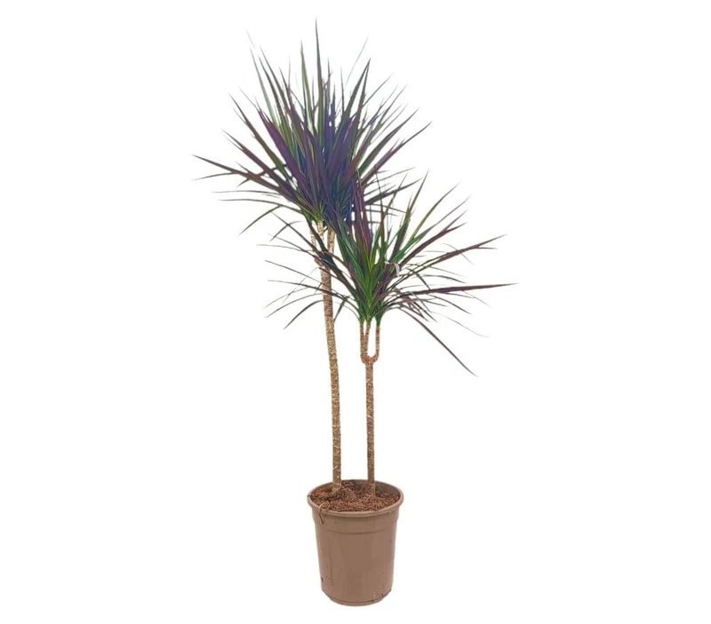 Dracena Magenta 2 Troncos M21