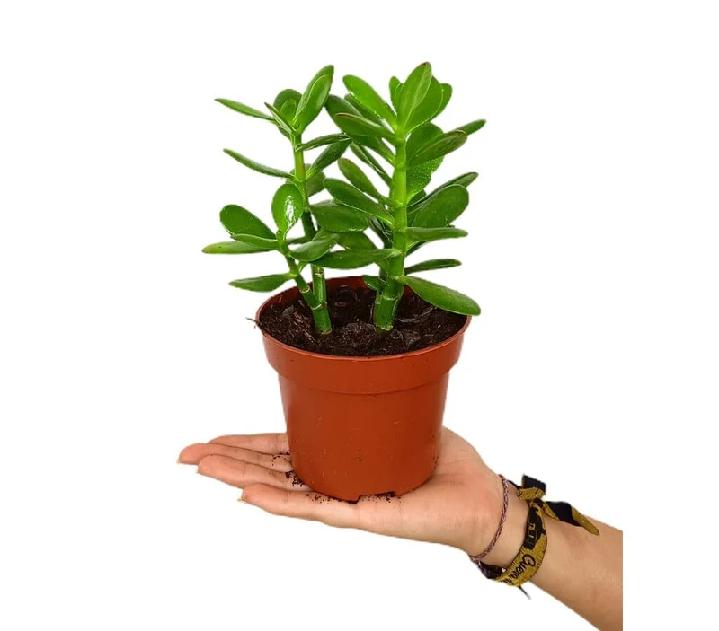 Crassula Ovata M12 20cm (aŕbol De Jade)