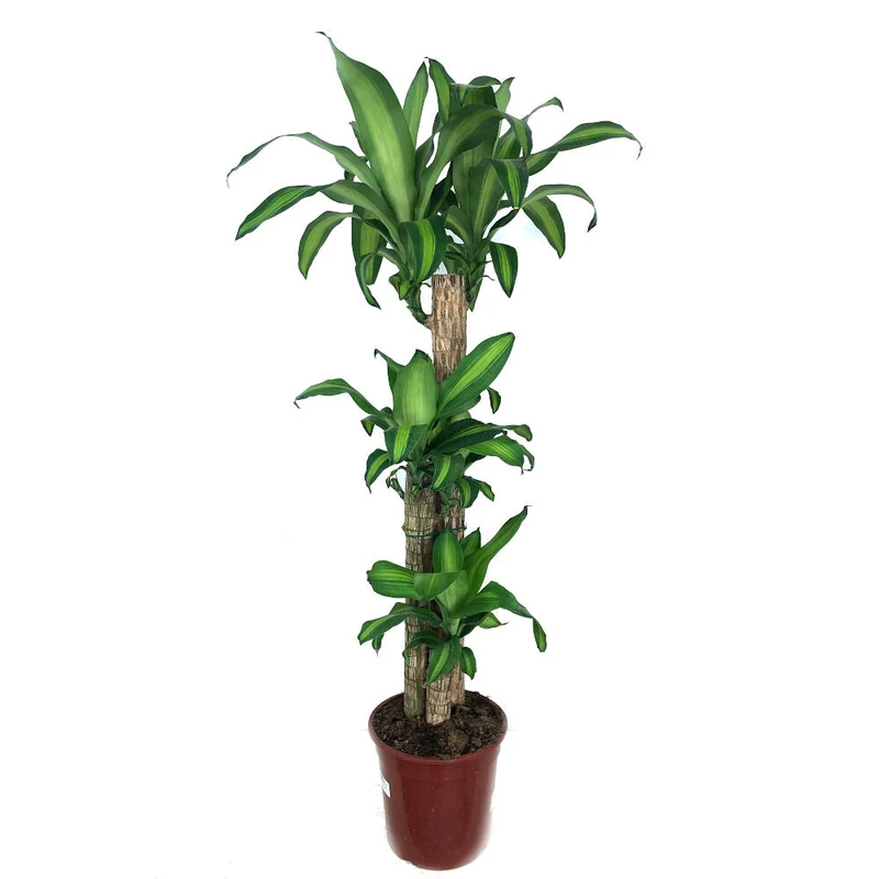Dracena Masageana 3 Troncos 90-60-30 120cm (tronco De Brasil)