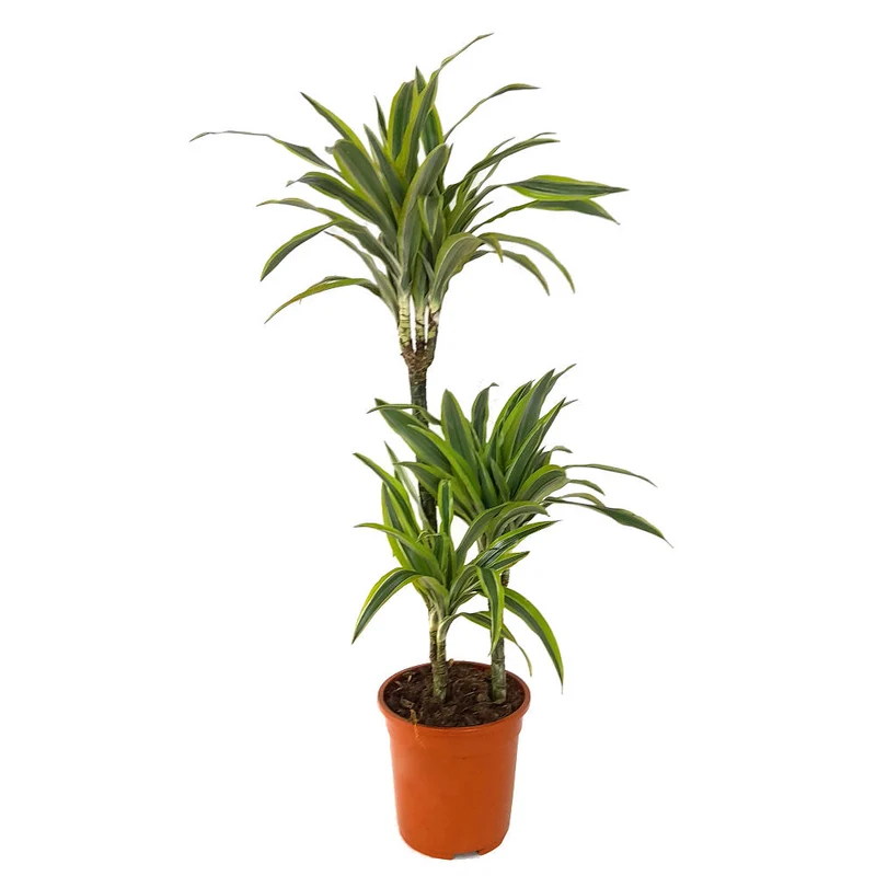 Dracena Lemon Line 3 Troncos 60-30-15 M21 60cm